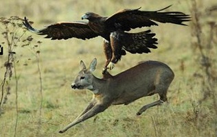 حمله ی غافلگیر کننده ی عقاب وحشی