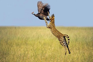 حیات وحش، حمله دیدنی عقاب برای شکار حیوانات بزرگ