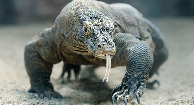 خطرناکترین حیوانات خانگی دنیا