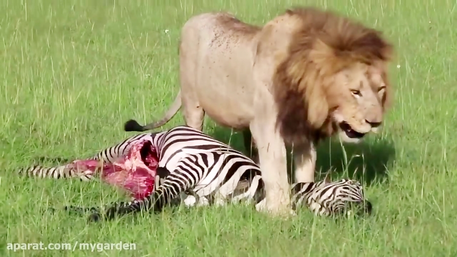 خفه کردن کفتار توسط شیر خشمگین