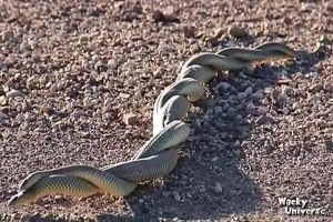 رفتار عجیب غریب و غیر عادی حیوانات در فصل جفت گیری