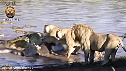 رقابت شیر نر با کروکودیل غول پیکر برای تصاحب شکار