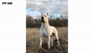 سگ های وحشی که زنجیر خود را پاره میکنند