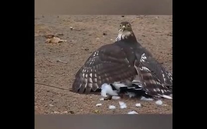 شاهین سعی می کند پرنده فاخته را بکشد