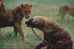 شکار حیوانات وحشی