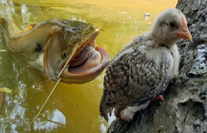 شکار شدن حرفه ای گراز وحشی توسط چیتا