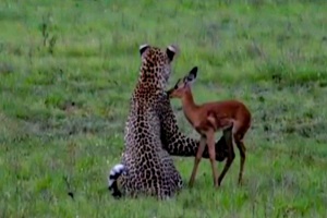 شکار عجیب یک آهو توسط پلنگ گرسنه