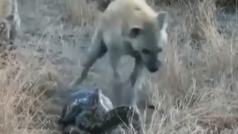 شکار مار بوسیله کفتار