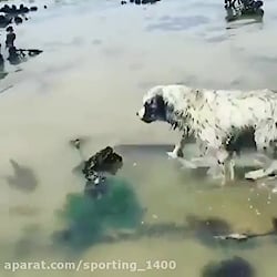 شکار مار ماهی توسط سگ وحشی