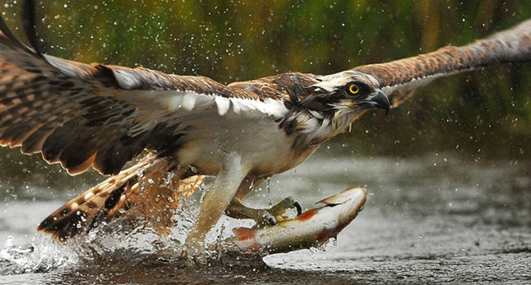 شکارماهی بزرگ توسط عقاب