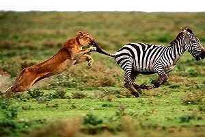 شکارگوزن توسط شیر | حیوانات | رازبقا