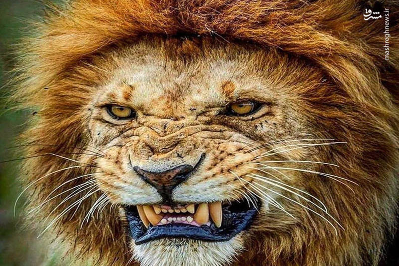 شیر خشمگین کفتار را شکار می کند حیات وحش
