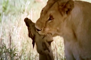 شیر گرسنه به دنبال شکار