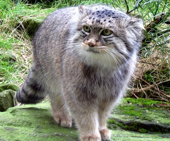 صحنه های از شکار شدن کوروکودیل توسط حیوانات وحشی