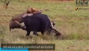 فیلم بیرحمی و شکار ، توسط دسته ای از شیرها ی گرسنه