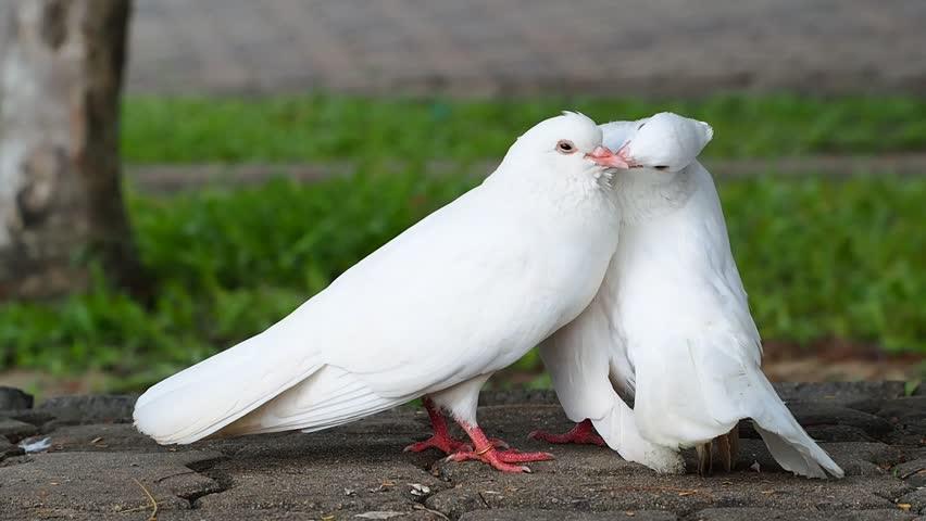 فیلم جفت گیری کبوتر