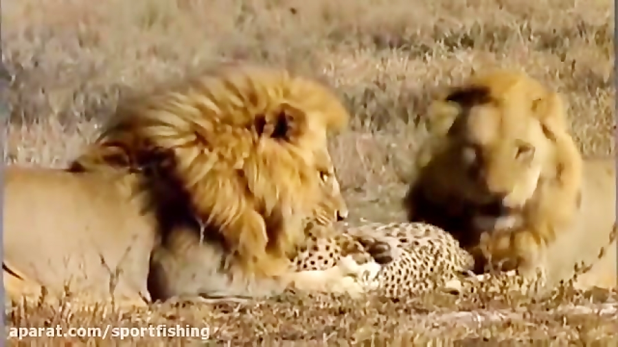 فیلم مستند جنگ و جدال شیر و همه حیوانات