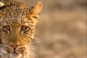 فیلم مستند دیدنی جنگ و جدال حیوانات حیات وحش افریقا