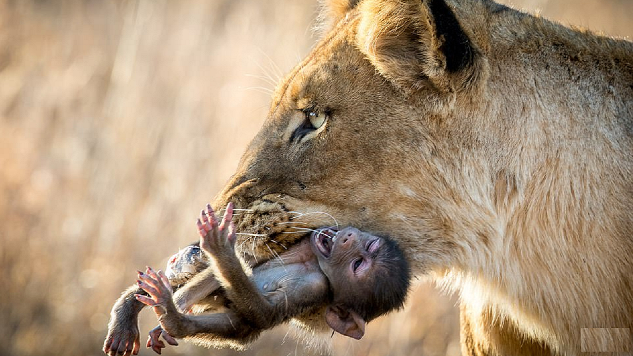 لحظات عجیب ترس شیر از شکار