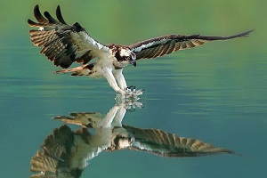 لحظه های دیدنی از شکار عقاب ها