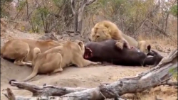 مستند حیات وحش از جنگ های دیدنی از حیوانات مختلف