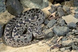 مستند حیات وحش جنگ گربه وحشی با حیوانات.