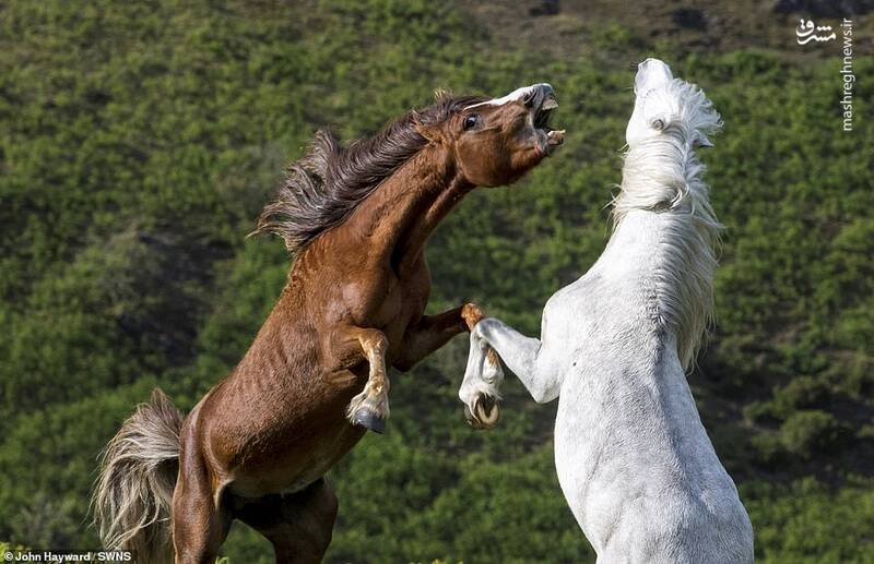 نبرد حیوانات وحشی زیبا و دیدنی