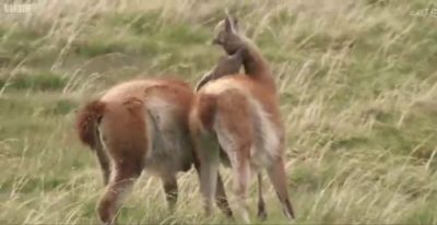 نبرد وحشیانه شتر های آمریکایی برای جفت گیری