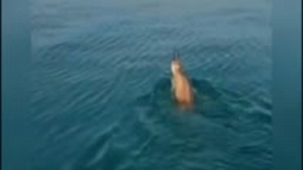 نجات بچه آهو از دریا توسط ماهیگیر