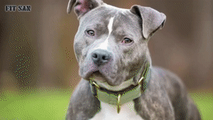 وحشی ترین سگ های آمریکایی