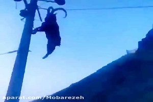 گرفتار شدن بز کوهی روی سیم برق