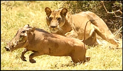 بیرون کشیدن گراز وحشی از زیر خاک و خفه کردن آن توسط شیر