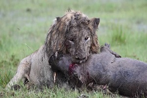 تلاش ۷ ساعته شیر برای شکار گراز از زیر زمین