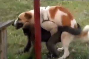 جفت گیری بهترین نژاد هایی که تو عمرتون دیدید!!