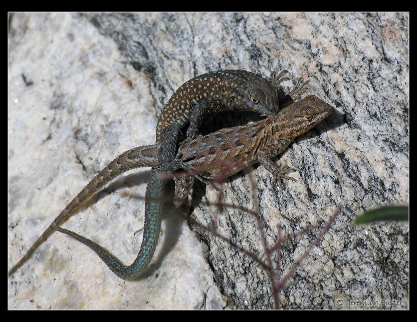 جفت گیری خونین و وحشتناک مارمولک ها