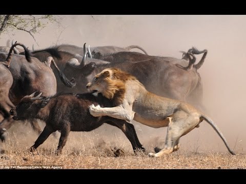 جنگ بین حیوانات وحشی دنبال=دنبال