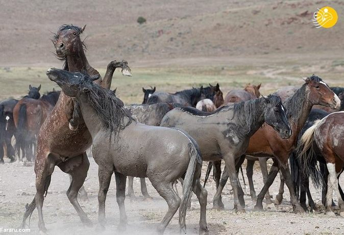 جنگ شگفت انگیز اسب های وحشی