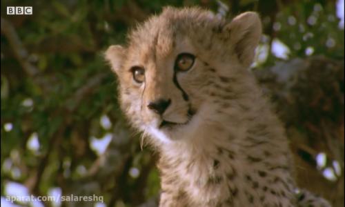 حمله دیدنی ترین گربه وحشی در حیات وحش و سایر حیوانات