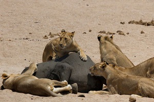 حمله شیرهای گرسنه به بچه فیل