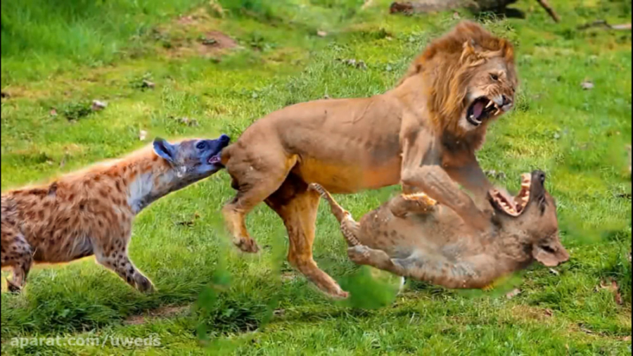 حیات وحش، حمله شیر برای شکار تسلیم شدن شیر در مقابل حیوانات