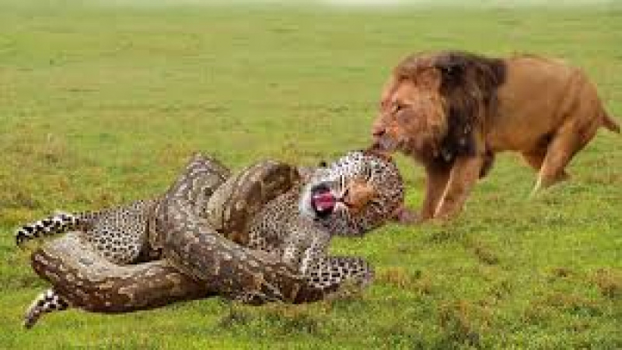 حیات وحش، شکست و پیروزیشیر در مقابل پلنگ و مار پیتونمستند شکار