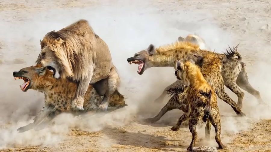 حیات وحش، ورود شیرها به قلمرو یوزپلنگ ها / حمله شیر برای شکار