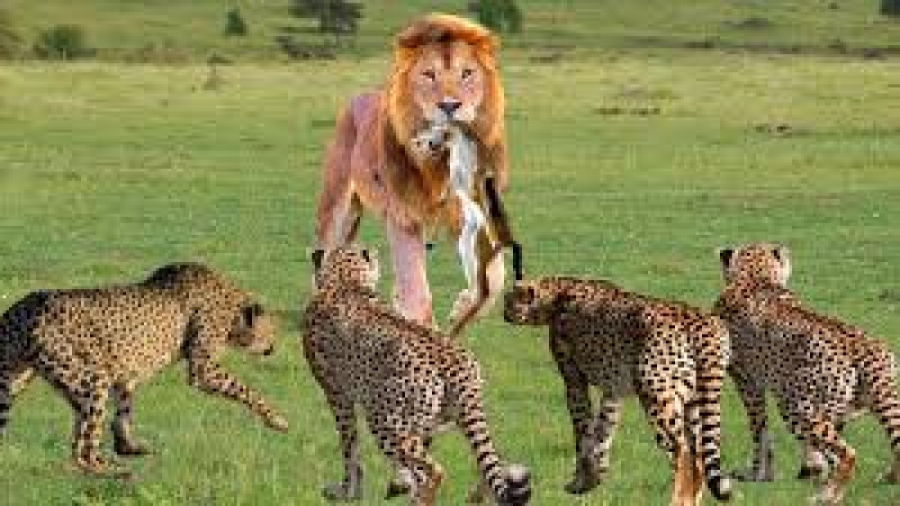 حیات وحش، ورود شیرها به قلمرو یوزپلنگ ها حمله شیر برای شکار