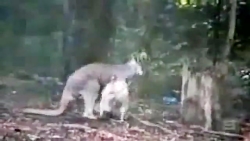 دعوای وحشتناک کانگروها در فصل جفت گیری و جفت گیری اشتباه