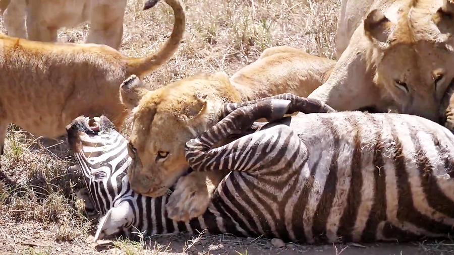 شکار بی رحمانه گورخر توسط شیر های گرسنه