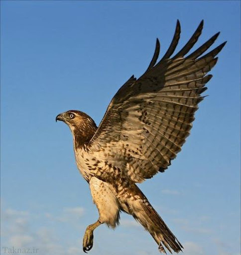 شکار حیوانات وحشی توسط عقاب تیزبین