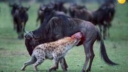 شکار خفن و شدید حیوانات وحشی نبینی از دست دادی