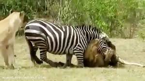 شکار وحشیانه تمساح به گورخر