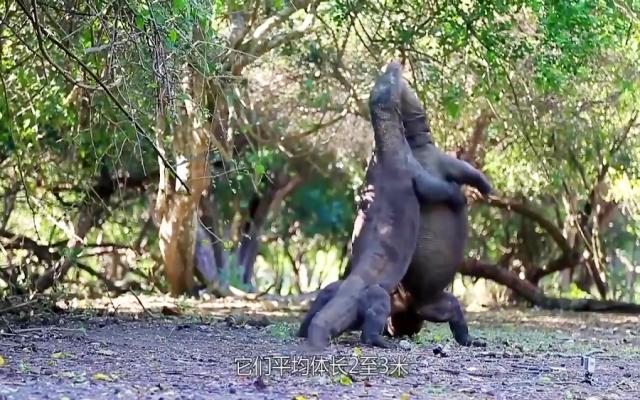 شکار وحشیانه حیوانات