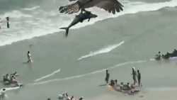 شکار کوسه توسط عقاب